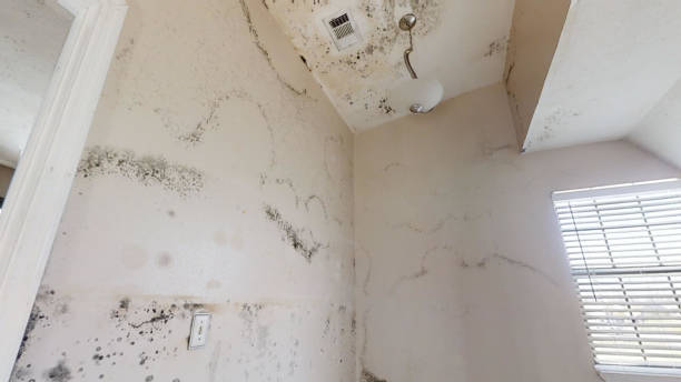 The dirty wall of the house The dirty wall of the house mold remediation stock pictures, royalty-free photos & images