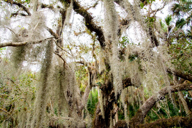 istock Creepy old tree with tons of Spanish Moss hanging from it 1135612143
