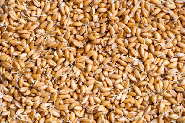 Photo of Wheat with sprouted germs background