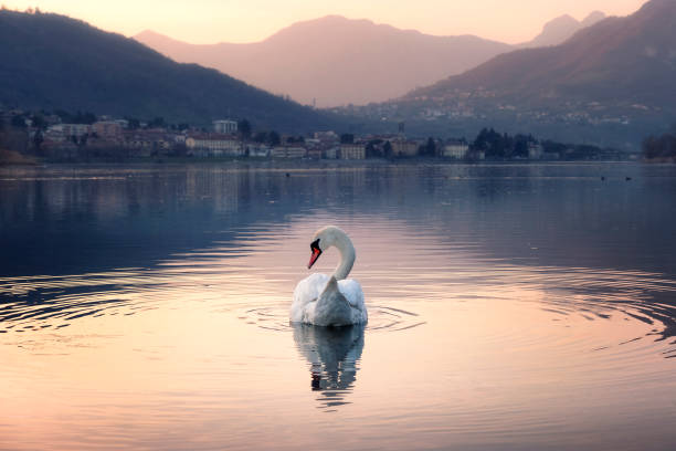 The swan Beautiful swan swimming in the lake with colorful sunset over the mountains, Lecco, Italy swan at dawn stock pictures, royalty-free photos & images