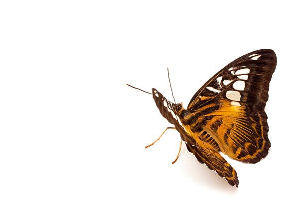 Brown Clipper butterfly(Parthenos sylvia philippensis) isolated on white background (clipping path included).