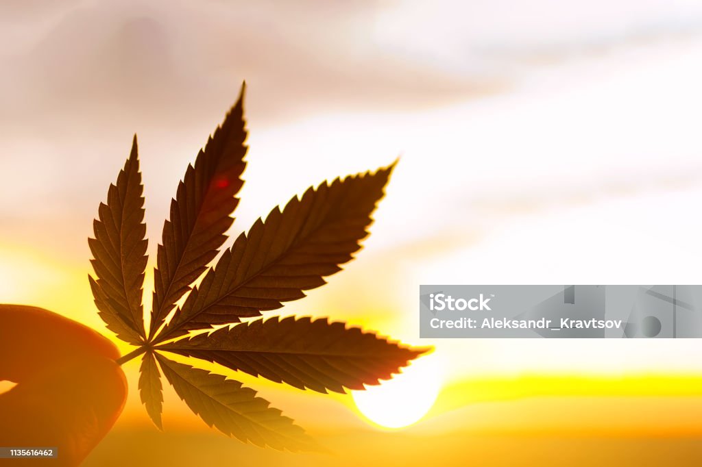 Konzept Feuchtigkeitscreme aus Hanf in einer Dosis Hanfblätter, auf einem verschwommenen Hintergrund Sonnenuntergang mit Kopierraum. Kosmetik mit Cannabis - Lizenzfrei Alternative Medizin Stock-Foto