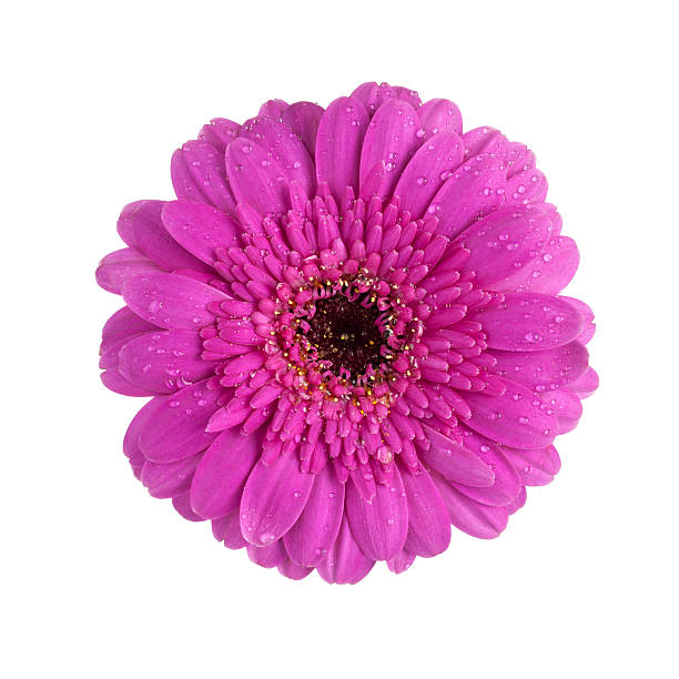 istock purple gerbera daisy flower isolated 113561692