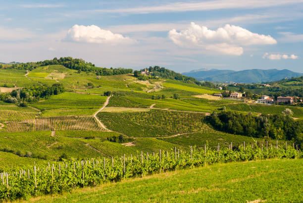 istock Cultivated hills in Oltrepo' Pavese (Lombardy, Italy) 1135617460