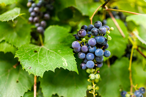 Macro closeup of wild fresh ripe green purple bunch of red dark blue Isabella grapes growing on vine with green leaves in summer ripening fruit