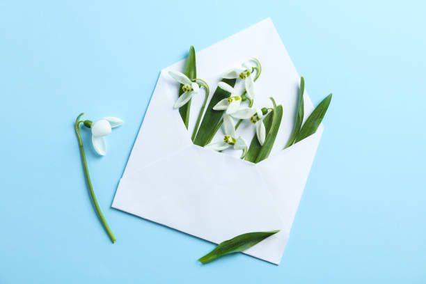 istock Envelope with snowdrop flowers on color background, space for text 1135617740