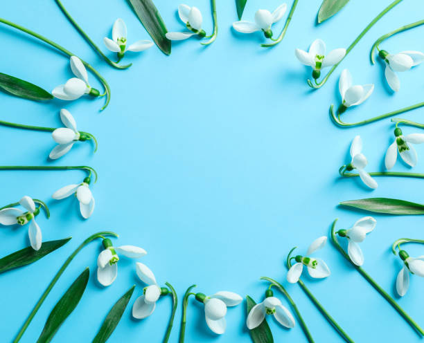 istock Flat lay composition with snowdrop flowers on color background, space for text 1135617800
