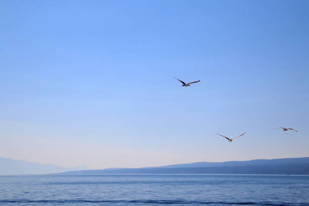 istock Seagulls above the Sea 1135620909