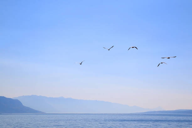 istock Seagulls above the Sea 1135620926