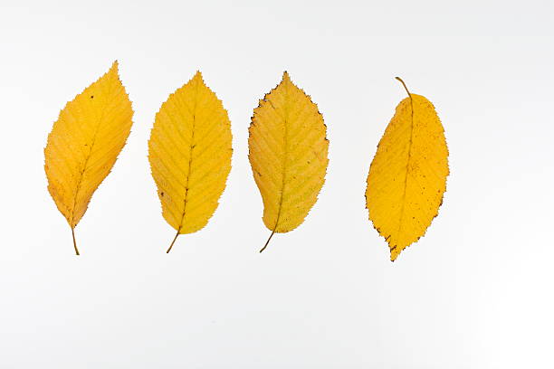 Yellow autumn leaf foregrounding intricate vein patterns and natural texture