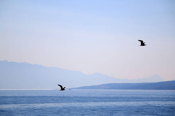 istock Seagulls above the Sea 1135624803