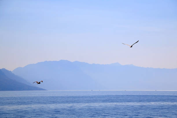 istock Seagulls above the Sea 1135624804