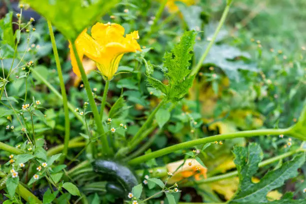 Closeup of orange yellow colorful zucchini cucumber flower with vegetable fruit growing on plant vine in garden by leaves on ground