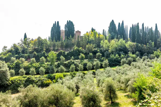 Chiusi, Italy landscape of rolling hills with vineyard winery villa with olive grove in town village during sunny summer with trees in sunlight