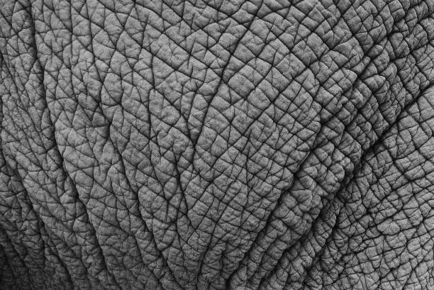 istock Asia Thai elephant skin closeup 1135631539