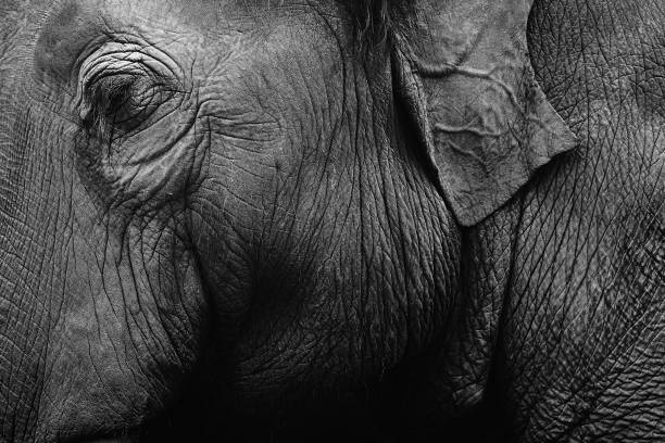 istock Asia Thai elephant closeup 1135631560