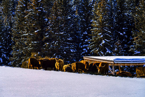 istock Scottish Highland Cattle in Snowy Winter Environment 1135631608