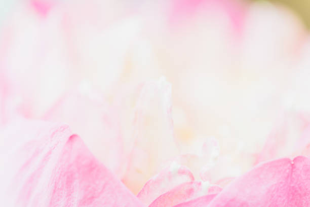 istock Sweet color lotus  in soft style for background 1135632445