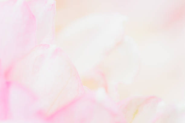 istock Sweet color lotus  in soft style for background 1135632448