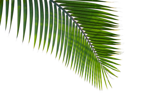 istock tropical palm leaf isolated on white background 1135632715