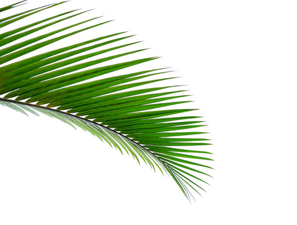 istock tropical palm leaf isolated on white background 1135632739