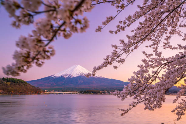 Mount Fuji with Cherry Blossom (sakura), view from Lake Kawaguchiko Mount Fuji with Cherry Blossom (sakura), view from Lake Kawaguchiko, Japan cherry blosson tree stock pictures, royalty-free photos & images