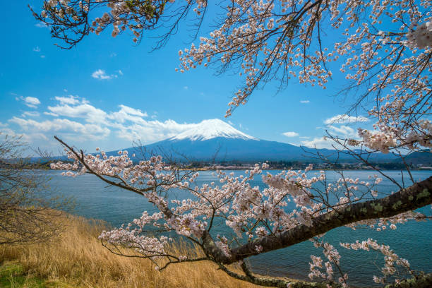 Mount Fuji with Cherry Blossom (sakura), view from Lake Kawaguchiko Mount Fuji with Cherry Blossom (sakura), view from Lake Kawaguchiko, Japan cherry blosson tree stock pictures, royalty-free photos & images