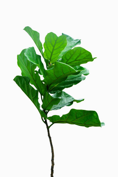 istock Potted Ficus Larata or Fiddle Leaf Fig Tree Isolated on White Background. 1135633536