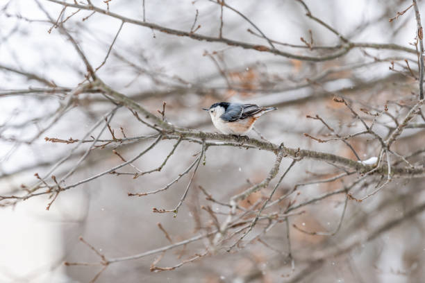 istock One white-breasted nuthatch bird ruffling feathers on tree branch during winter snowflakes snow covered oak tree in Virginia white background autumn winter or spring 1135635473