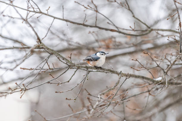 istock One white-breasted nuthatch bird on tree branch during winter snowflakes snow covered oak tree in Virginia white background autumn winter or spring 1135635477