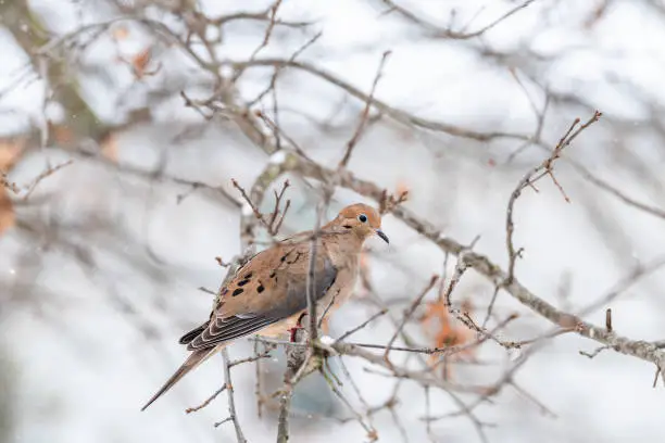 Mourning dove bird sitting perched on oak tree branch during winter snow closeup in Virginia