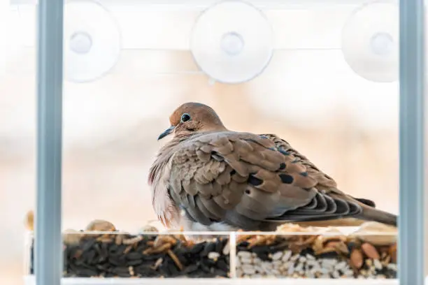 Closeup of mourning dove bird sitting perched on plastic glass window feeder perch by nuts seeds in Virginia