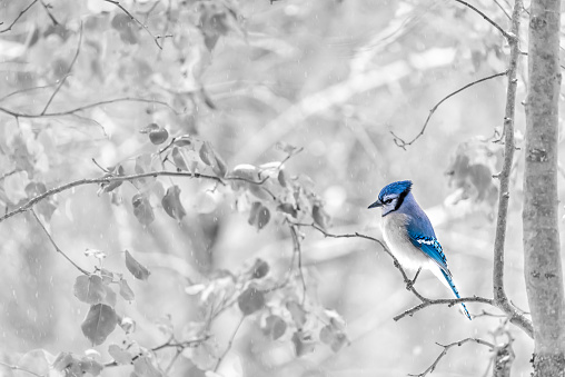 Closeup black and white selective color of one cute blue jay Cyanocitta cristata bird perched on tree branch during autumn winter spring leaves and snow rain in Virginia