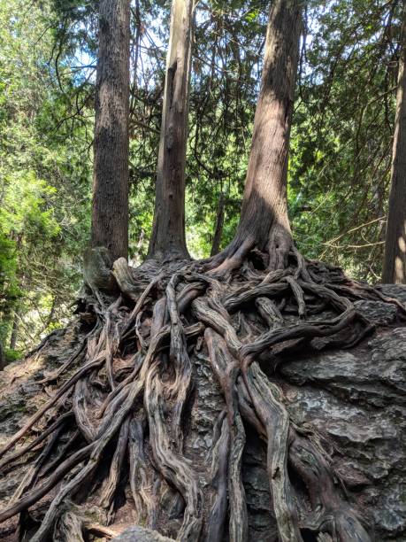 istock Beautiful tree roots in the forest 1135639463