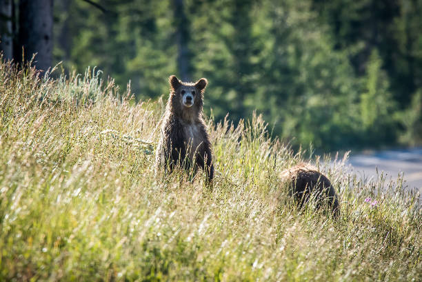 istock Grizzly bear mother and her cub together 1135640028