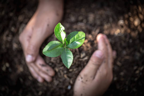 la mano protegge le piantine che crescono, giornata della terra dell'ambiente nelle mani degli alberi che coltivano piantine, ridurre il riscaldamento globale, concetto di amore per il mondo. - factory corporate business forest day foto e immagini stock