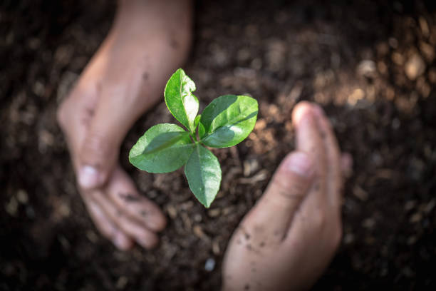 手は成長している苗を保護し、環境地球の日苗を育む木の手で、地球温暖化を減らし、世界を愛するという概念。 - factory corporate business forest day ストックフォトと画像