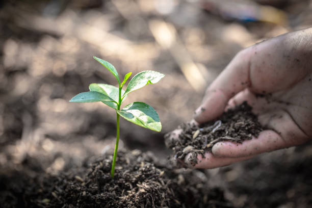 le mani degli uomini stanno piantando piantine in terreno fertile, concetti di cura naturale e conservazione del mondo, riduzione del riscaldamento globale. giornata mondiale dell'ambiente. - factory corporate business forest day foto e immagini stock