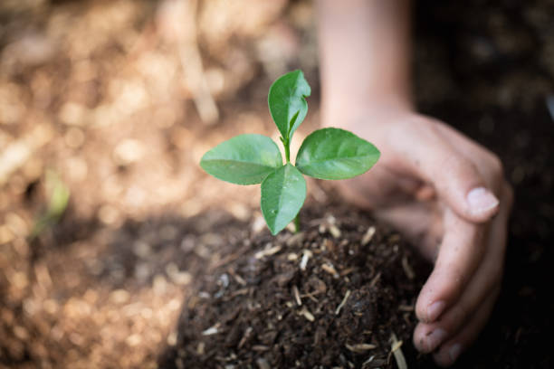 手は、成長している苗を保護し、環境地球の日は苗木を育てる木の手で、地球温暖化、愛の概念の世界を減らす。 - factory corporate business forest day ストックフォトと画像