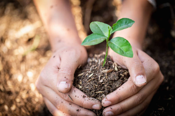 手は成長している苗を保護し、環境アースデー苗を育てる木の手で、地球温暖化を減らし、世界を愛するという概念。 - factory corporate business forest day ストックフォトと画像