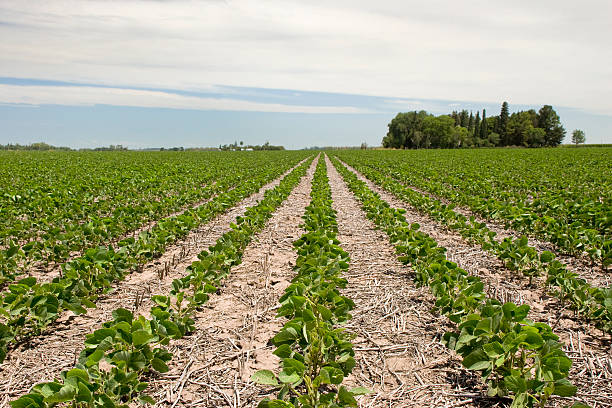 Soybean crop stock photo