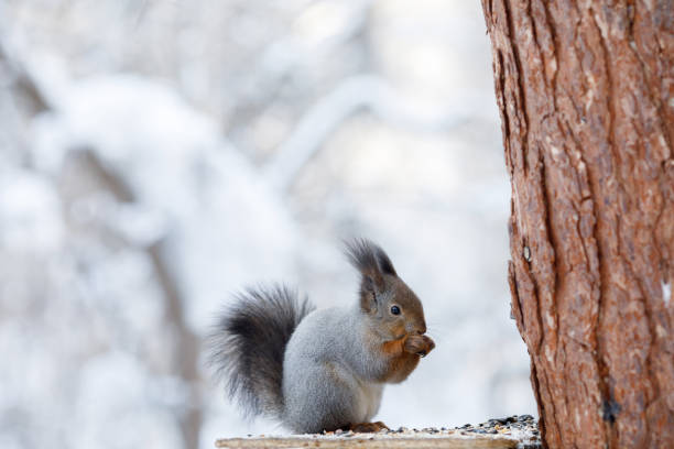 istock Gray squirrel hanging on tree in winter park 1135642606