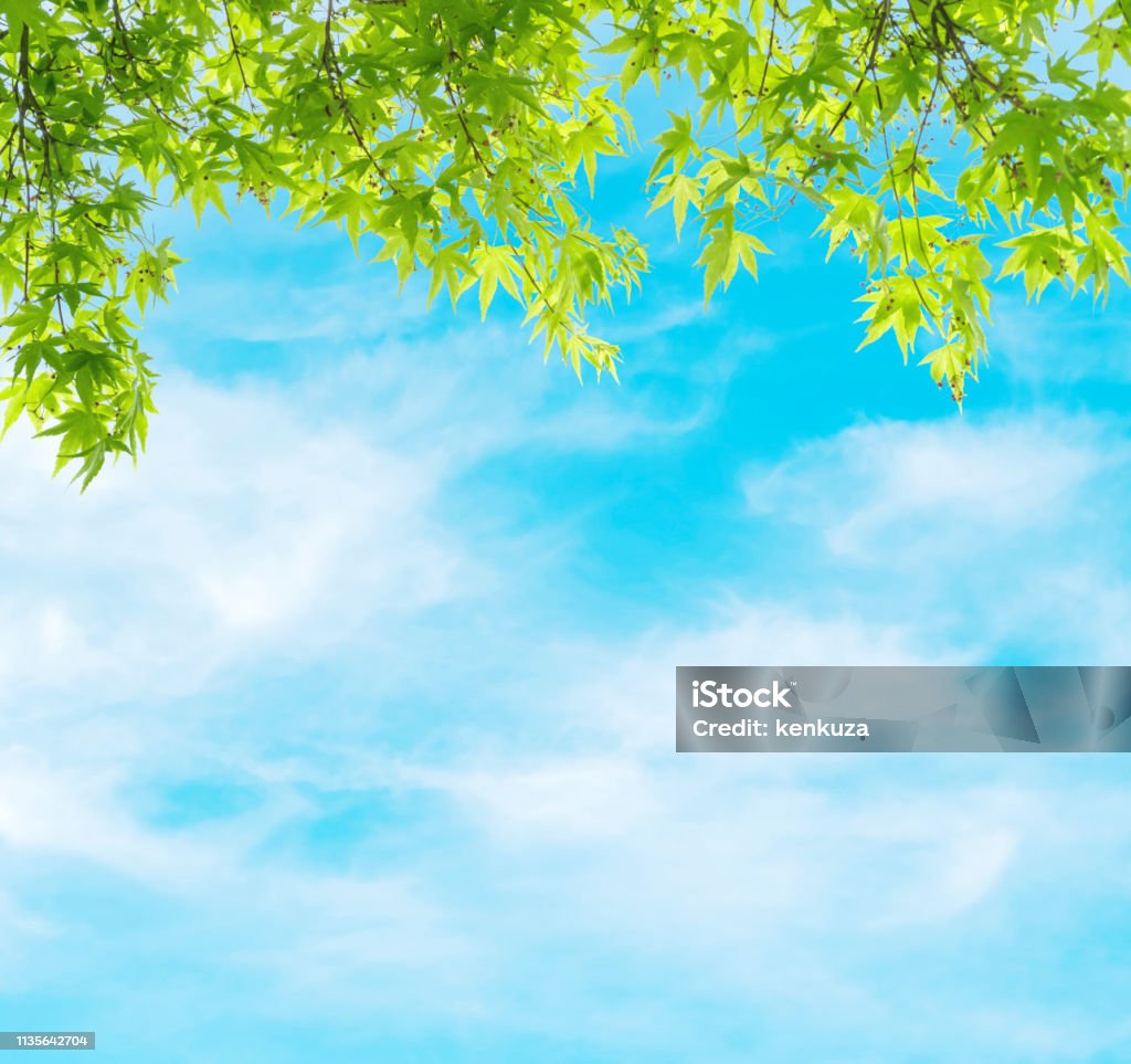 Cận Cảnh Cây Xanh Với Bầu Trời Xanh Với Nền Kết Cấu Mây Mỏng Với Không Gian  Sao Chép Hình ảnh Sẵn có - Tải xuống Hình ảnh Ngay bây giờ - iStock