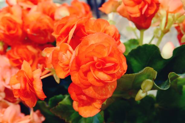 istock Close up of a flower used as a romantic background. 1135643710