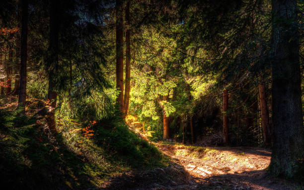 Photo of 3d illustration fantasy graphic background of forest with sun rays in between