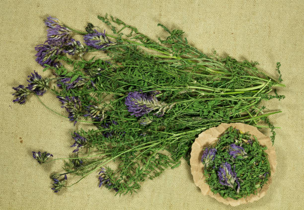 istock Astragalus. Dry herb for use in alternative medicine, phytotherapy. 1135649989