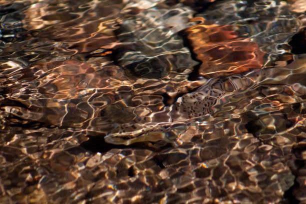 una trucha marrón, se esconde en un lugar llano en los ángulos y patrones de las olas, estes park, colorado, eeuu - new zealand fotos fotografías e imágenes de stock