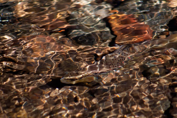 a brown trout, hides in plain site in the angles and patterns of waves, estes park, colorado, usa - brown trout imagens e fotografias de stock