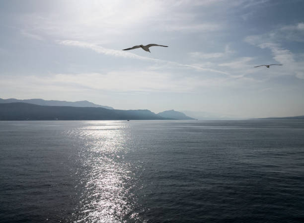 istock a seagull flying over the adriatic sea at sunset 1135655849