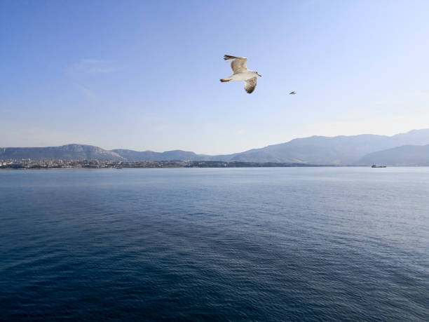 istock a seagull flying over the adriatic sea at sunset 1135656002
